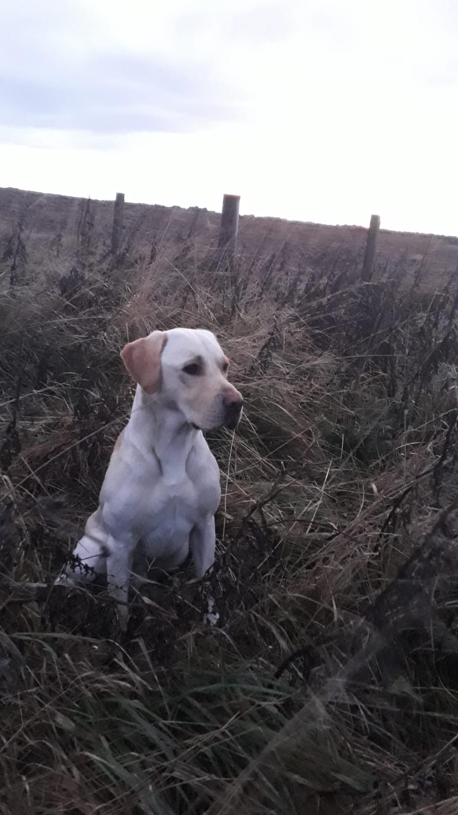 Balnaguard Thunder | UNKN Labrador Retriver