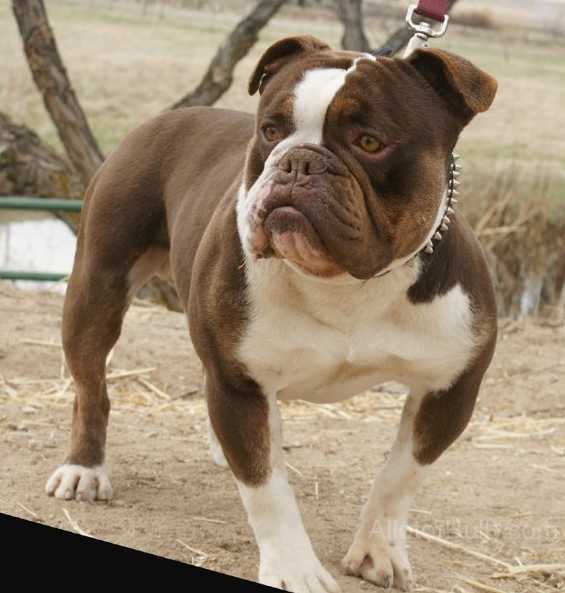 Allot of Bully Mocha Lor | Olde English Bulldogge 