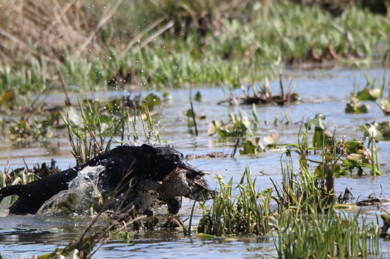 Dry Ponds Ace Of The Marsh JH | Black Labrador Retriver