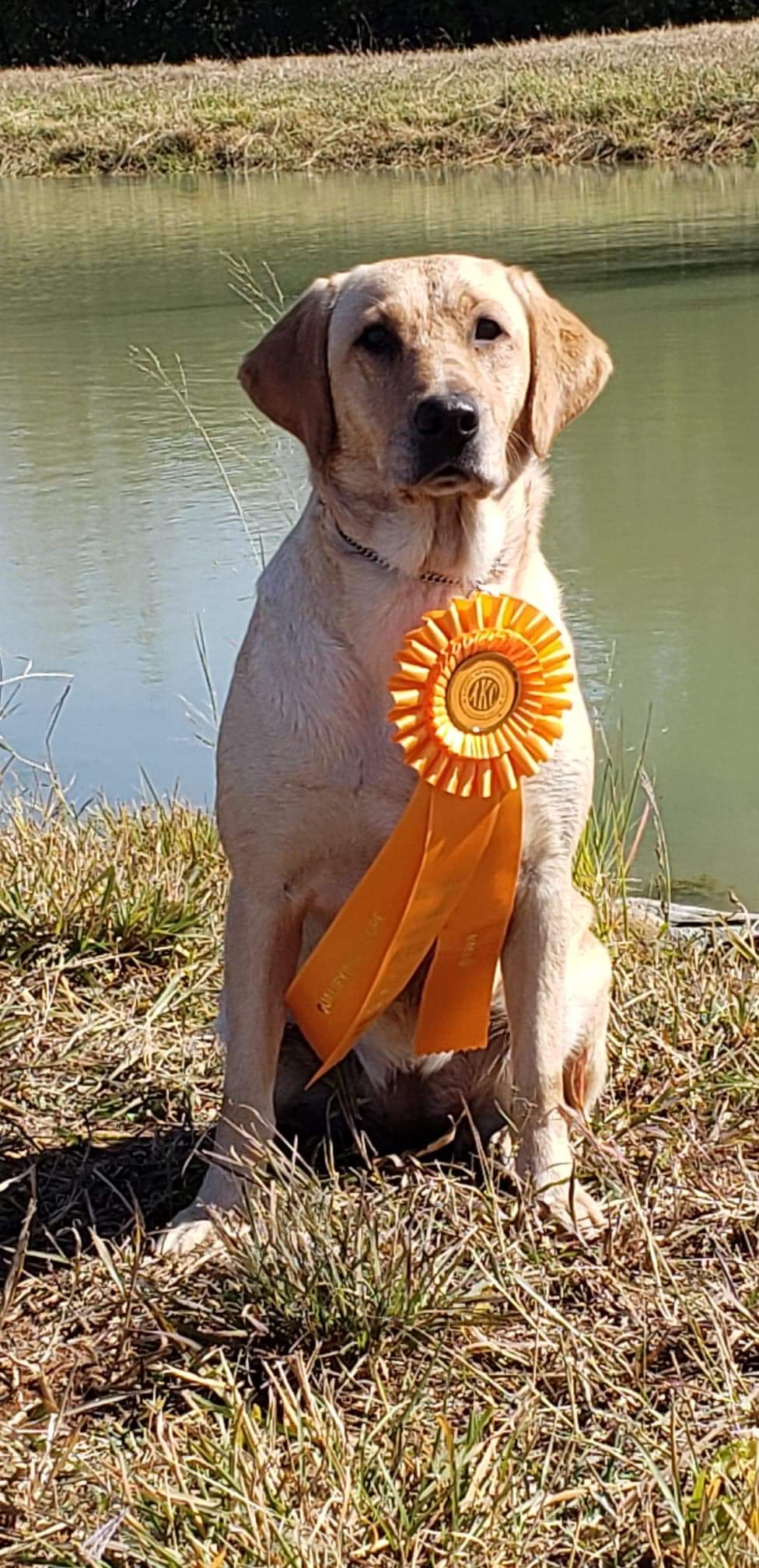 Kanati Play Into The Wind 4 Briargln MH | Yellow Labrador Retriver