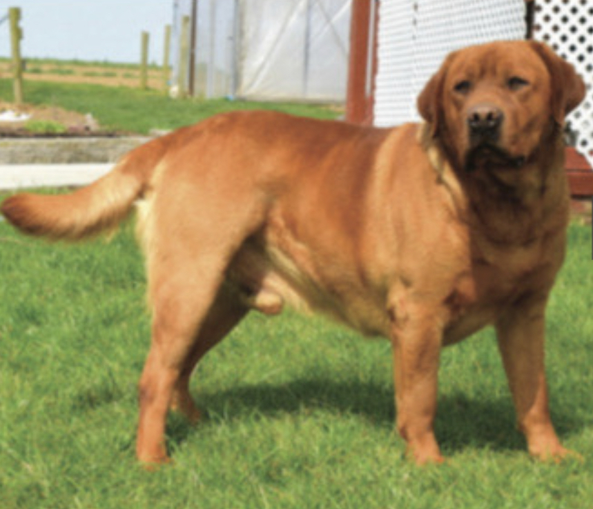 Mr Ralph Von Thistleberry | Yellow Labrador Retriver