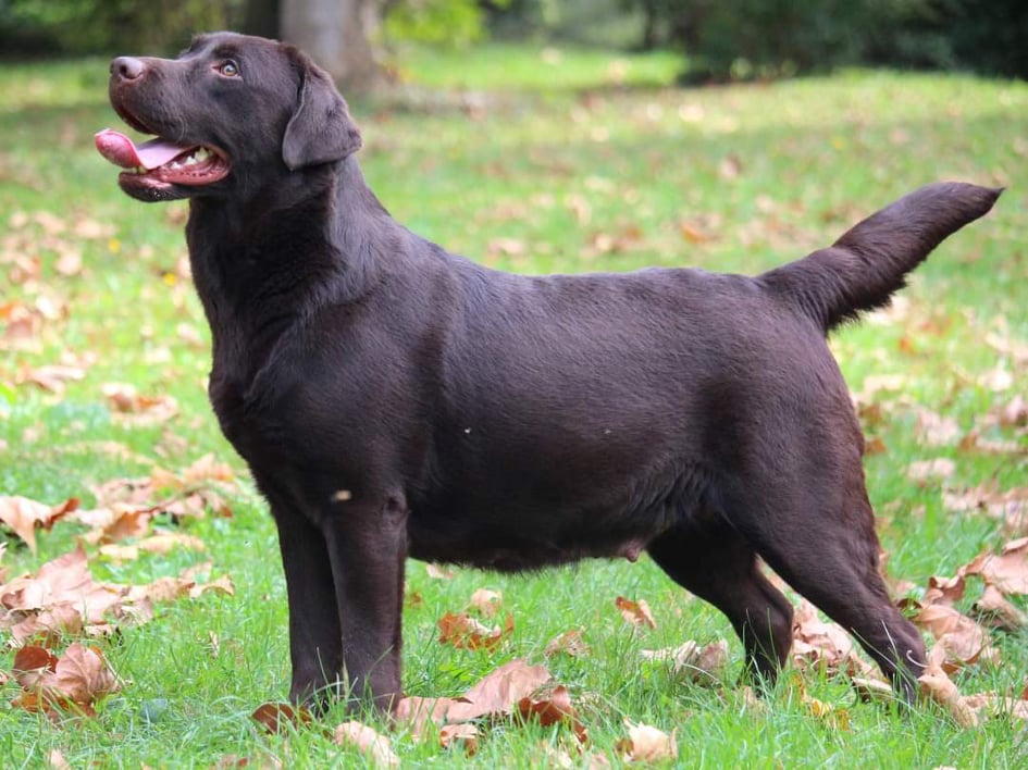 CH Vey Talie Dizzy Game | Chocolate Labrador Retriver