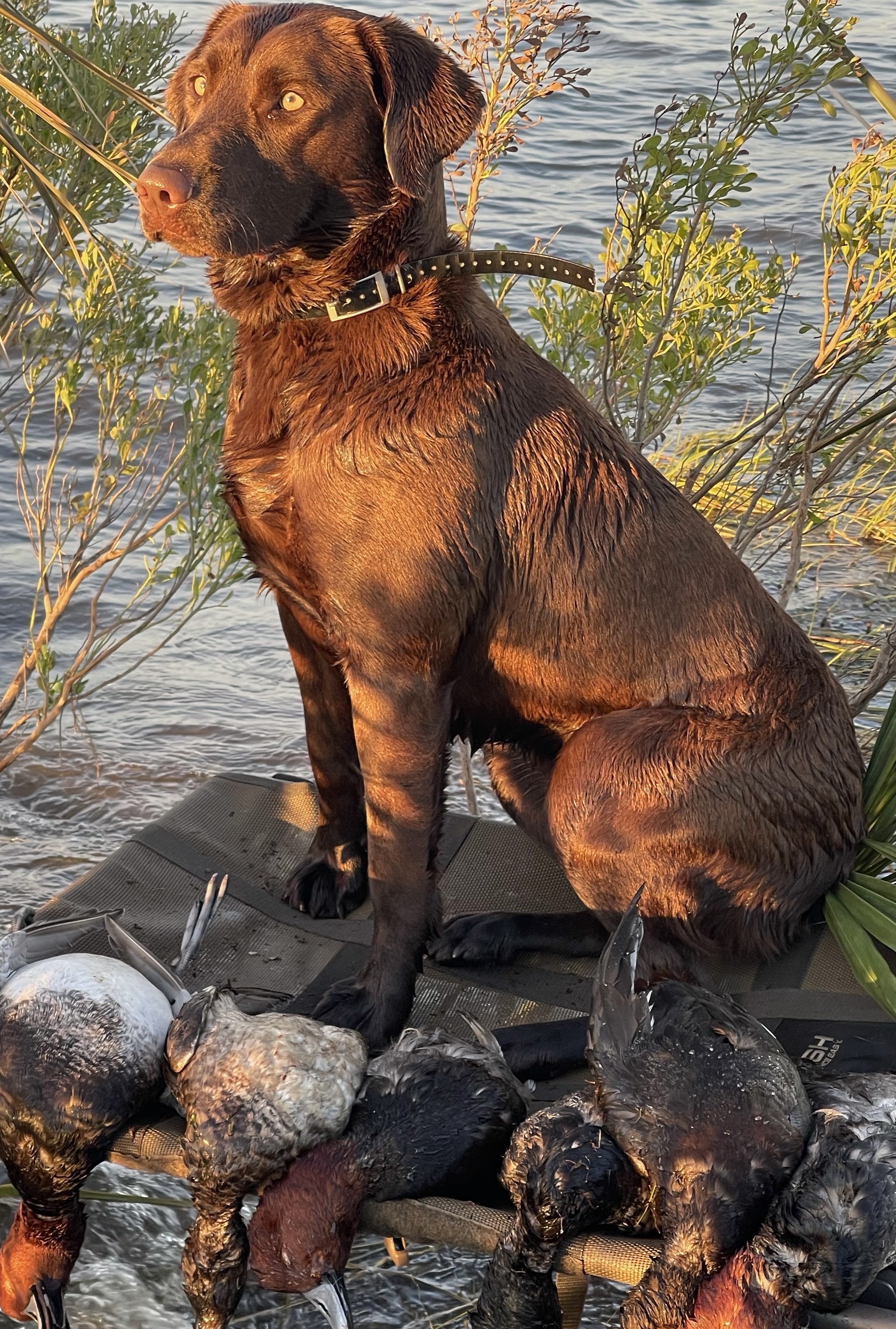 Ricky's Rylie Kate Snelgrove | Chocolate Labrador Retriver