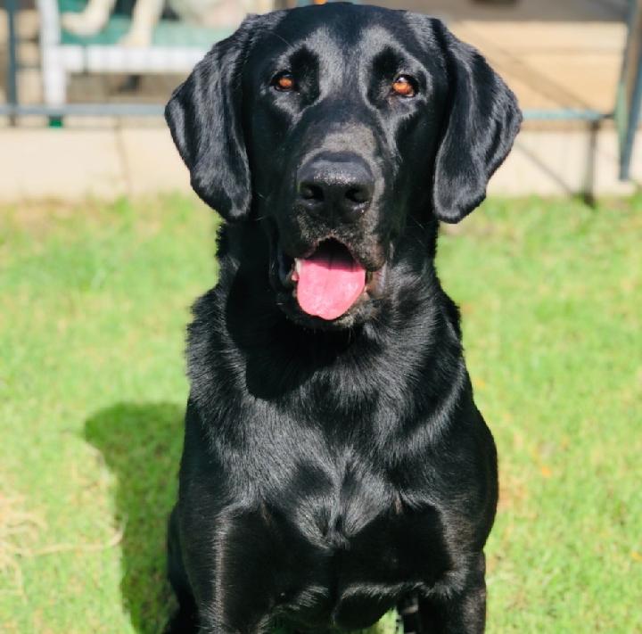 Maxxedout's Cajun Soul MH | Black Labrador Retriver