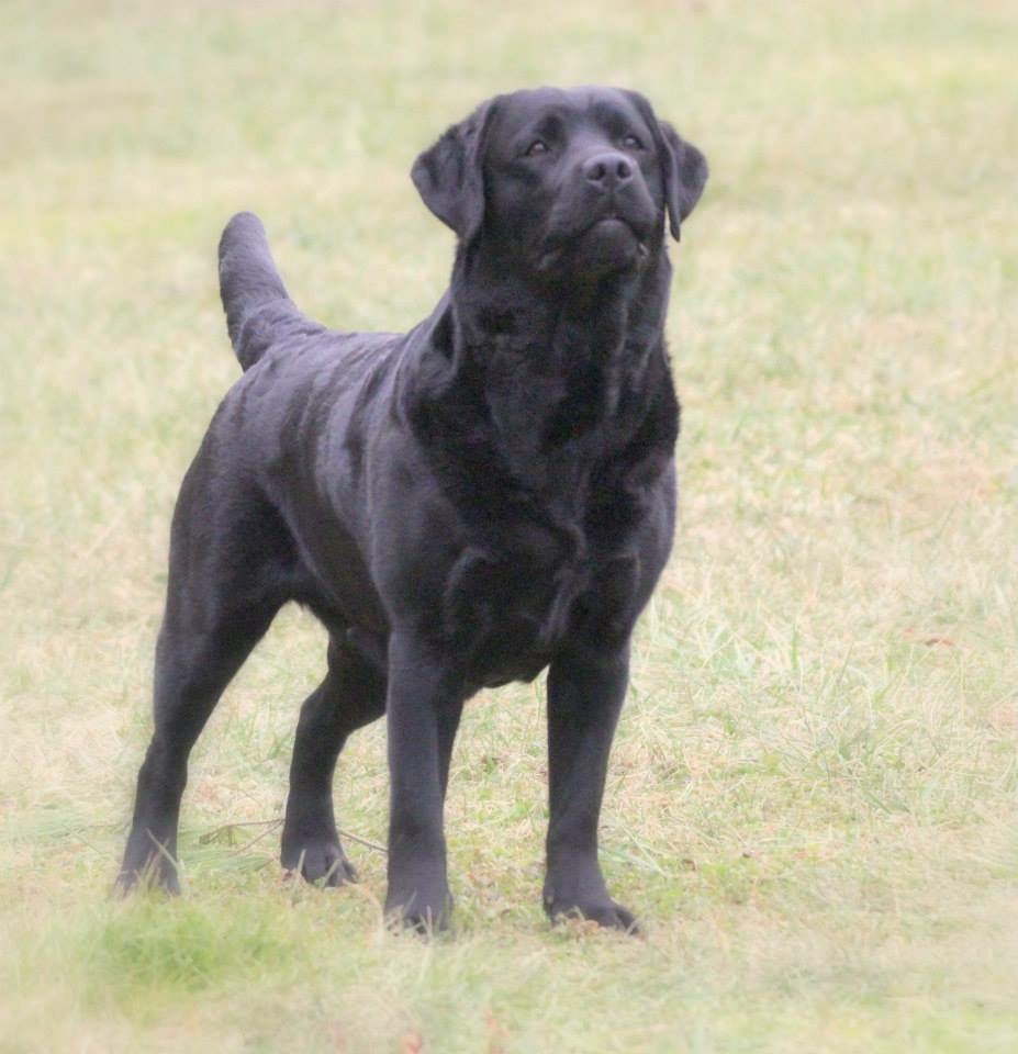 GCH CH Boyne’s Avian Investigator MH | Black Labrador Retriver