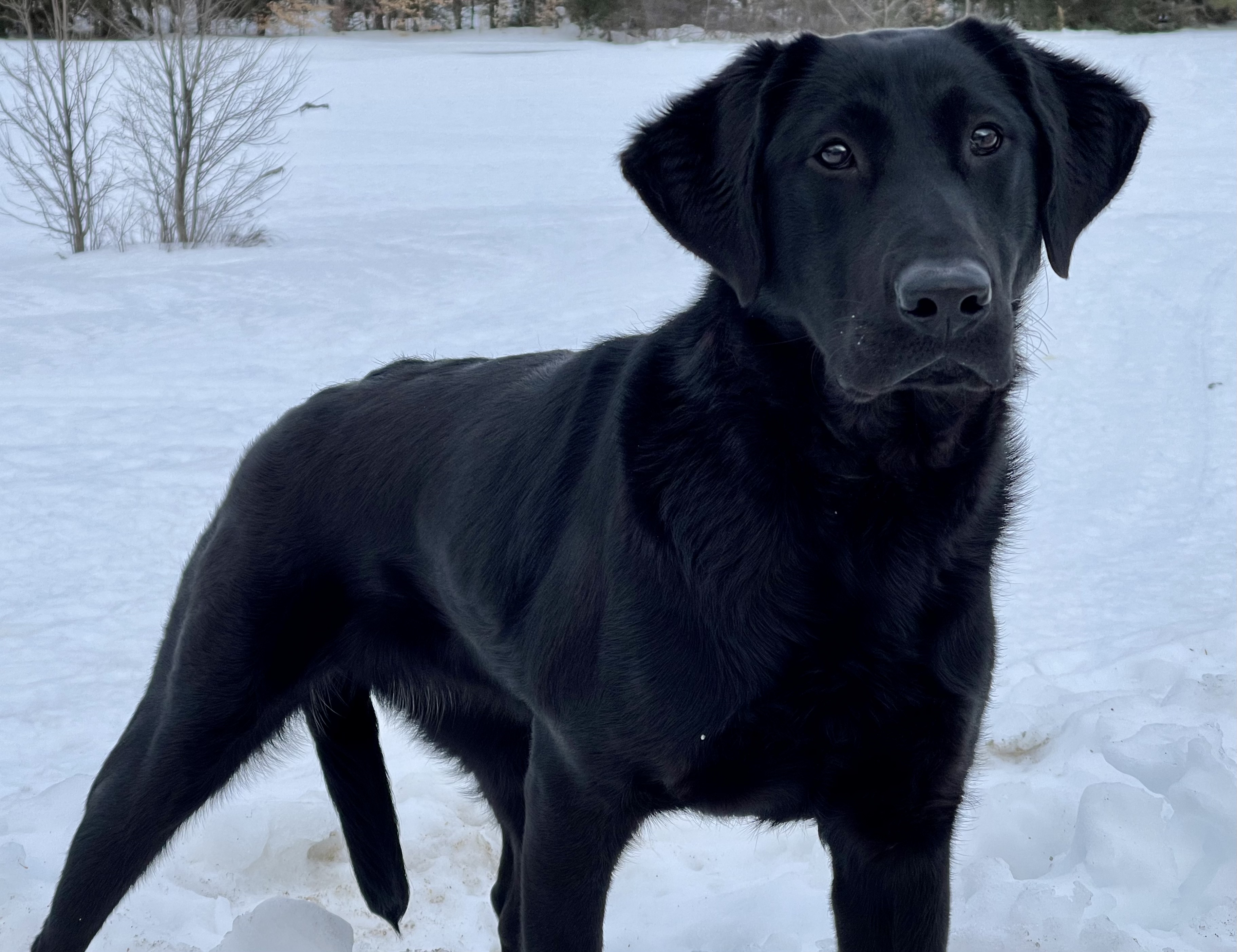 Colonial’s Rankin Brook Penelope | Black Labrador Retriver