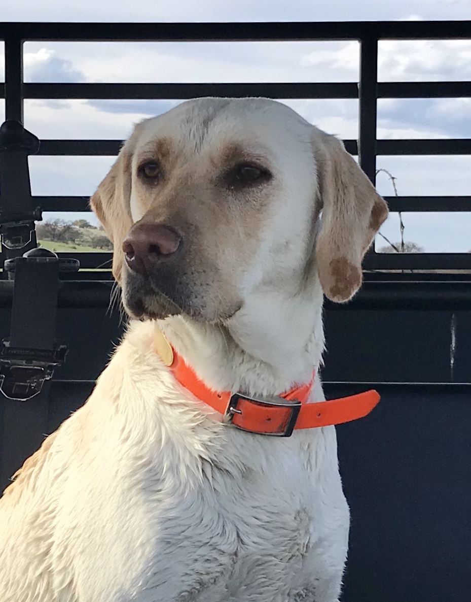 Austin’s Upland Maddie Lou | Yellow Labrador Retriver