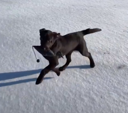 Miller Outdoor's Arrow | Chocolate Labrador Retriver