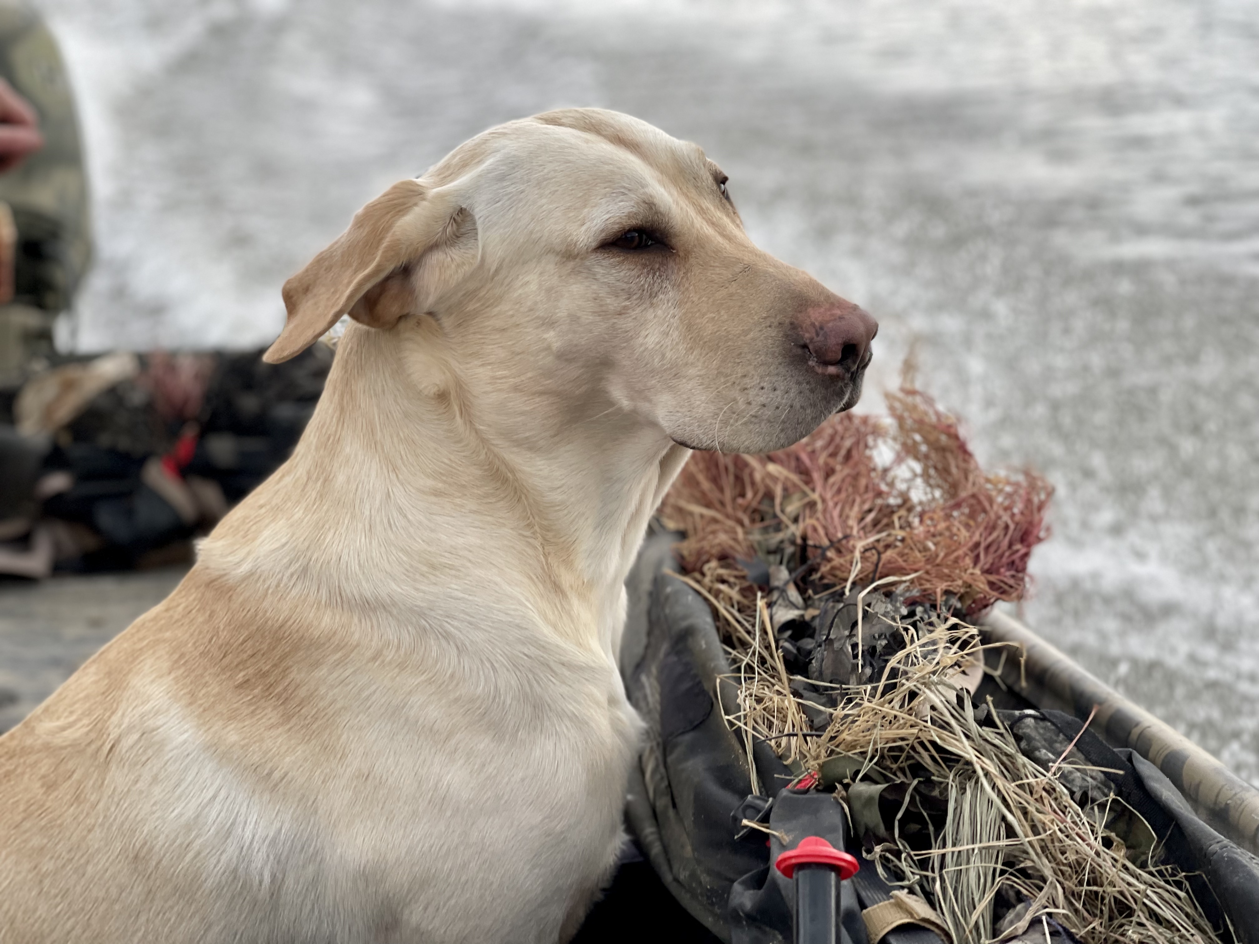 GRHRCH UH Misty Morning’s Quack Attack Que | Yellow Labrador Retriver