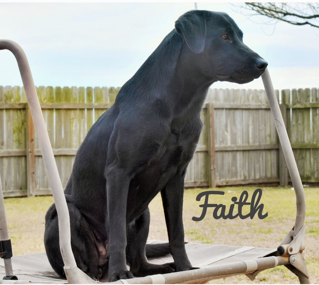 Wicked Bayou Rock's Warrior | Black Labrador Retriver