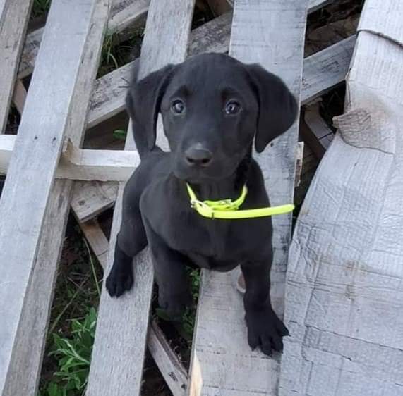 Folklore's Goddess Of Victory | Black Labrador Retriver