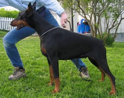 Sheyla de Valley d'Aro | Black Doberman Pinscher