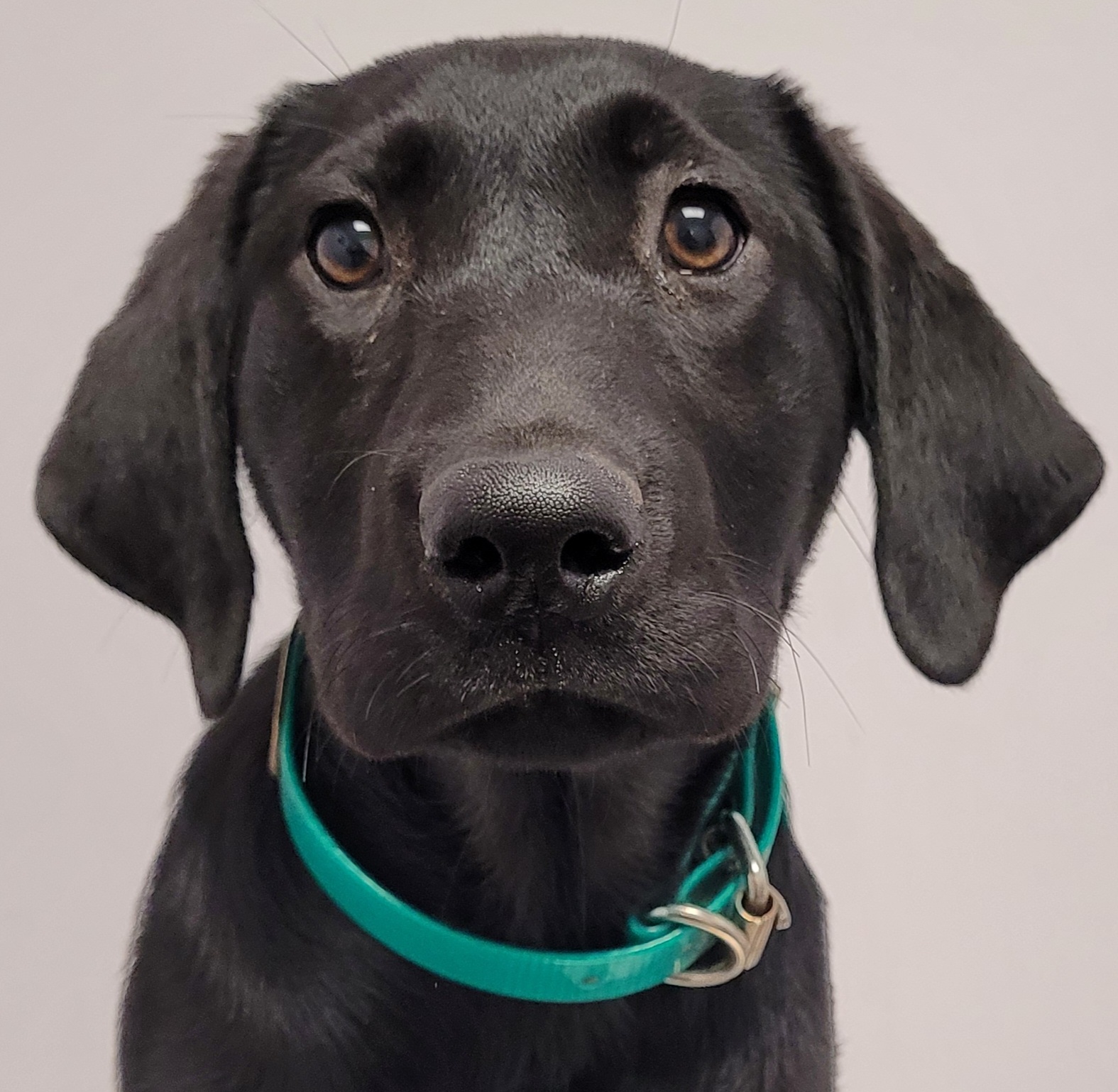 Folklore's We Haven't Got A Bloody Plank | Black Labrador Retriver