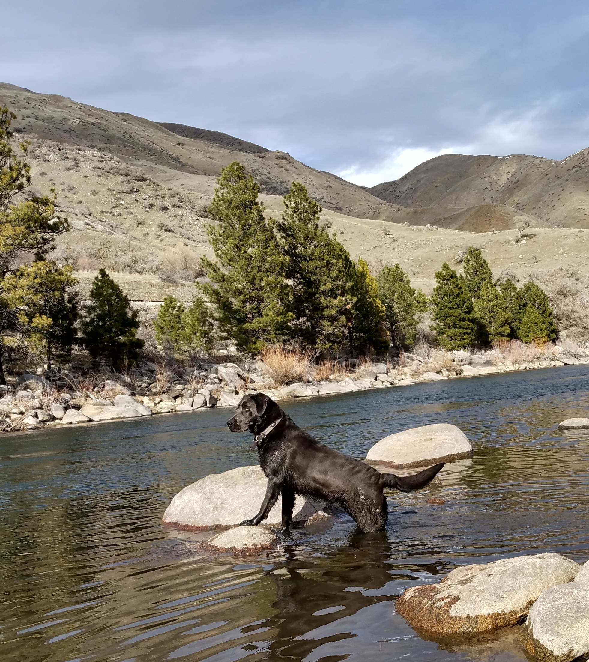 Stonewick's Cowboy Cash | UNKN Labrador Retriver