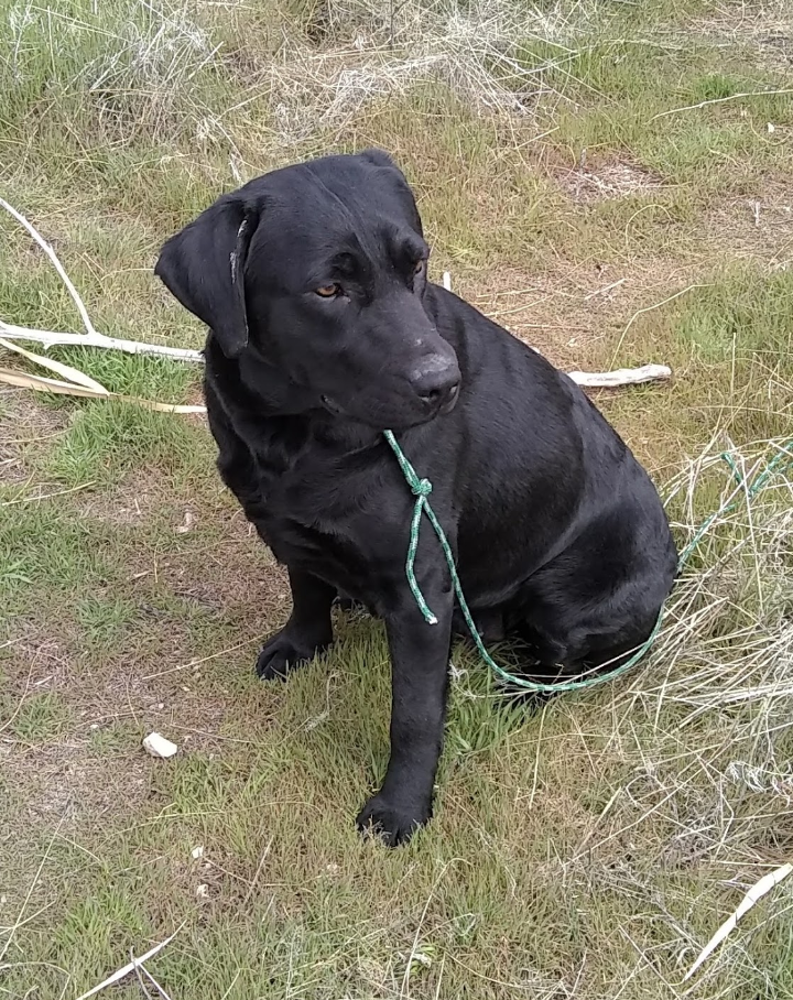 Labradors Of Montana's Black Pearl | Black Labrador Retriver