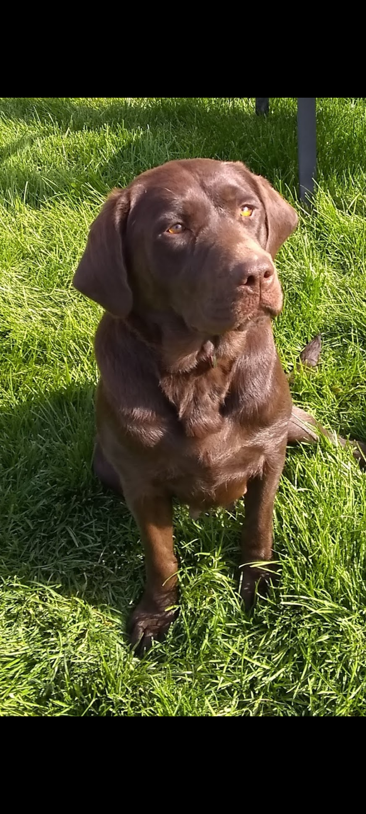 Labradors Of Montana's Kona Coffee | Chocolate Labrador Retriver