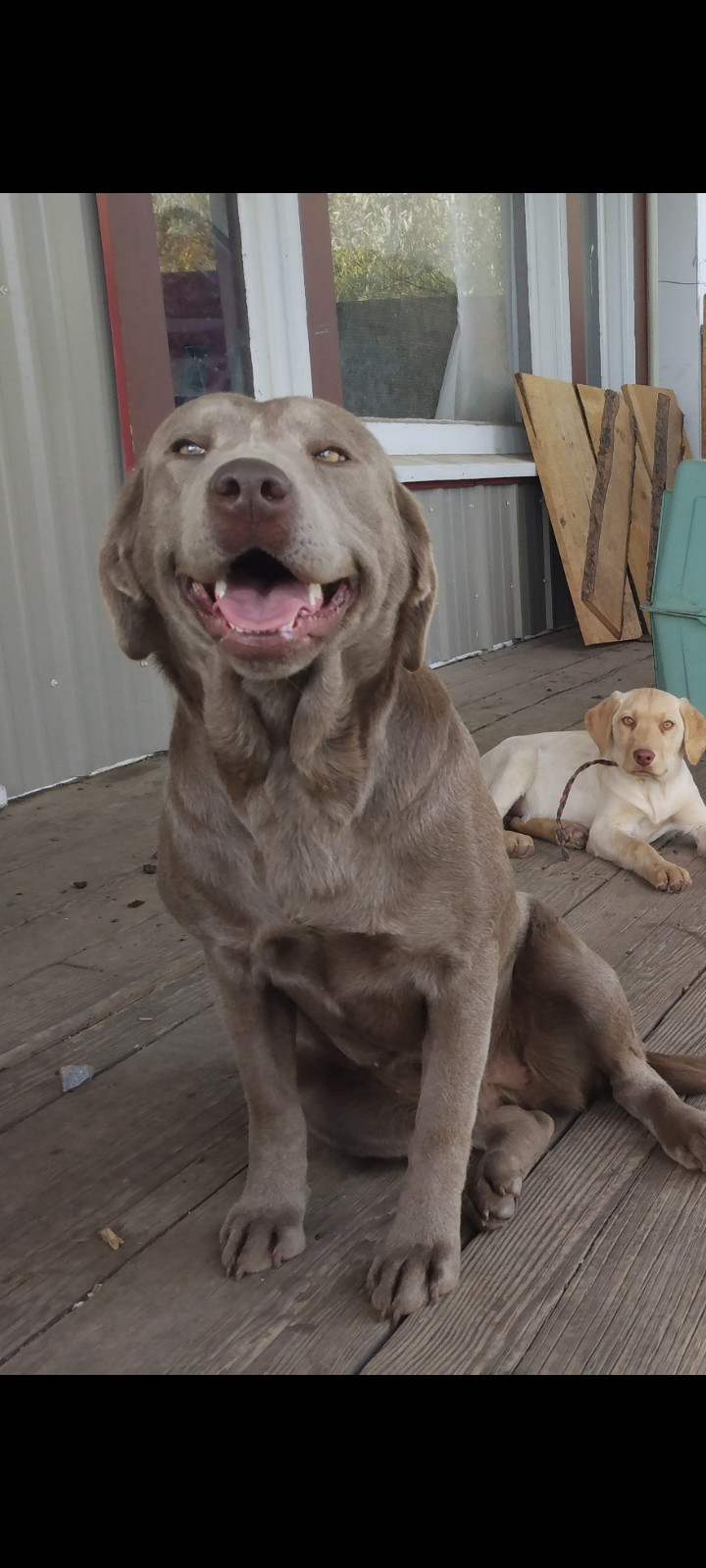 Labradors Of Montello Prairie Rose | Chocolate Labrador Retriver