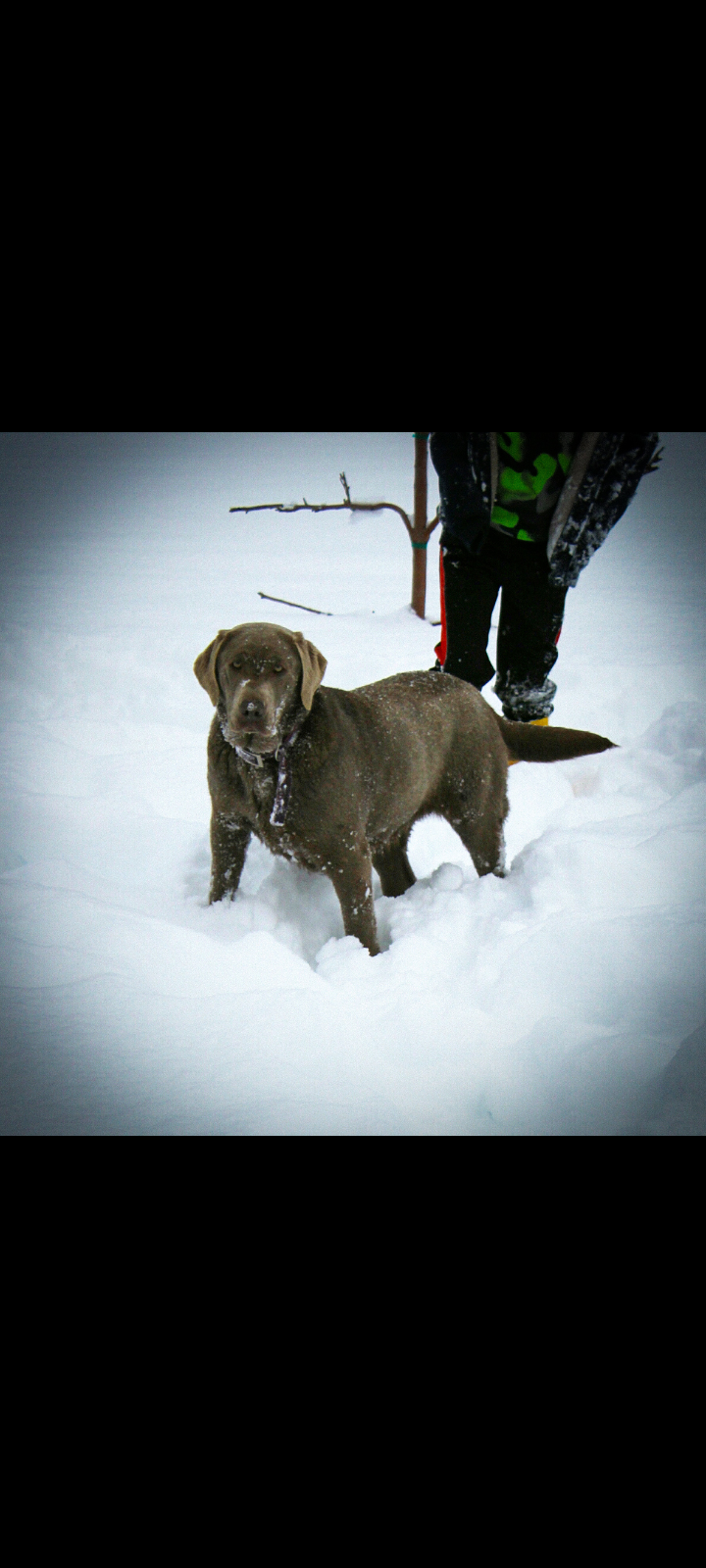 Labradors Of Montello's Precious Gem | Chocolate Labrador Retriver