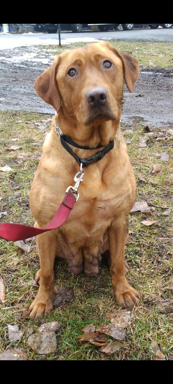 Sweet And Smooth Bourbon | UNKN Labrador Retriver