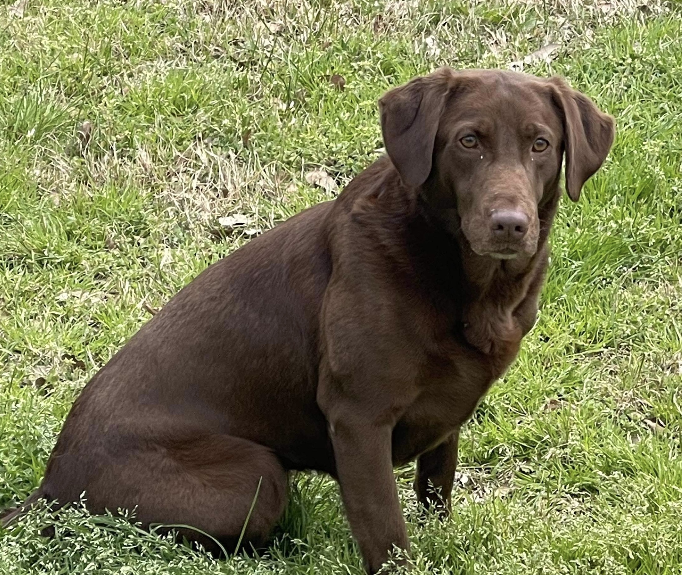 HR Hawkeye's Special Operator | Chocolate Labrador Retriver