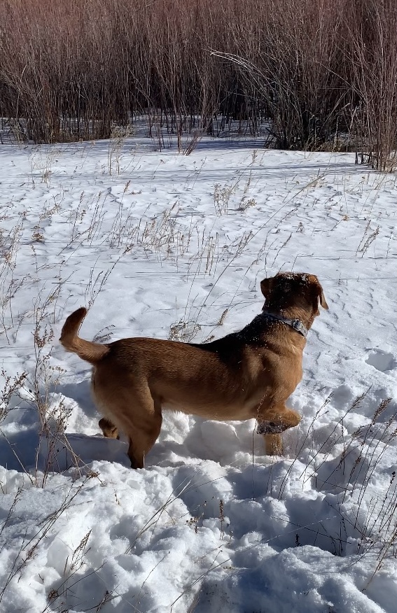 Ginger Spice Red Latte | Yellow Labrador Retriver