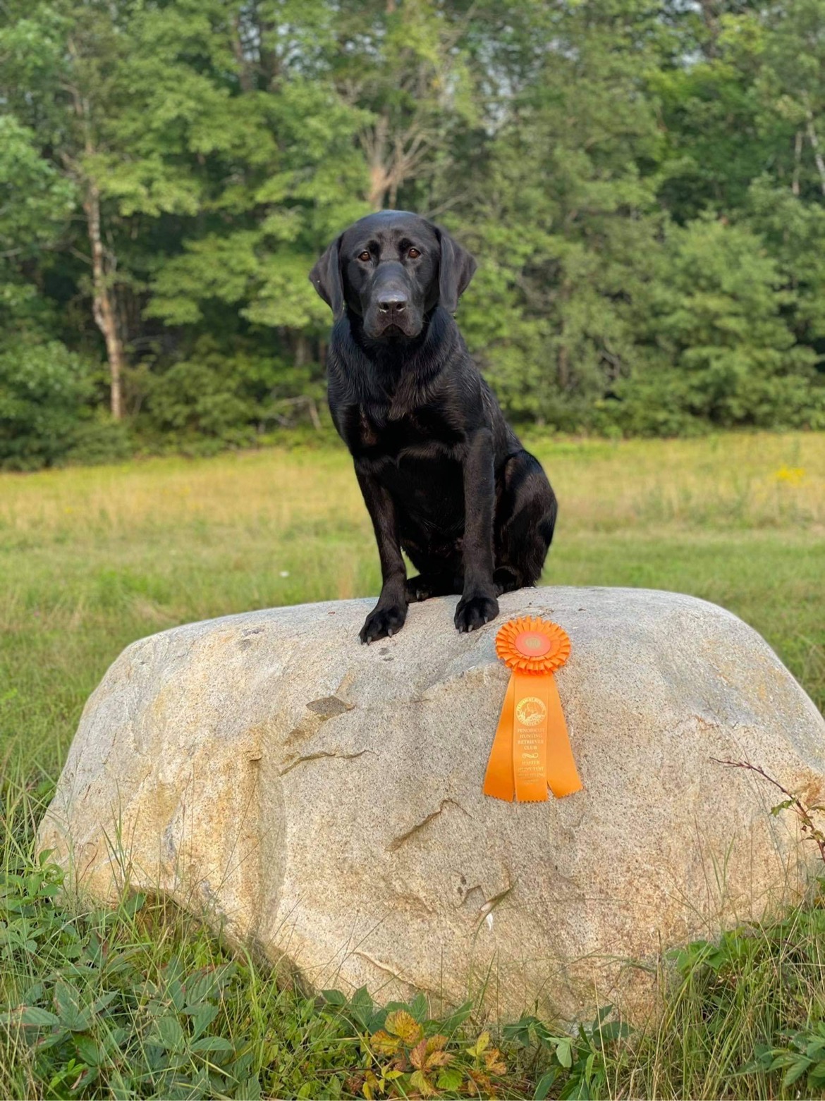 HRCH Carolina Kellys Tar Tar Sauce | Black Labrador Retriver