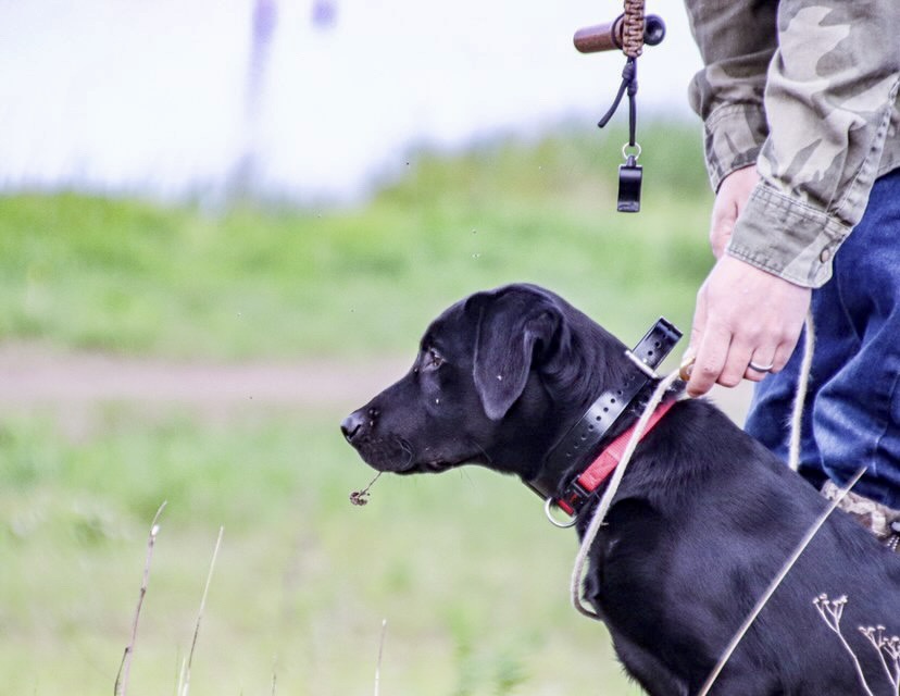 Grassy Pond’s Get ‘em Gus | Black Labrador Retriver