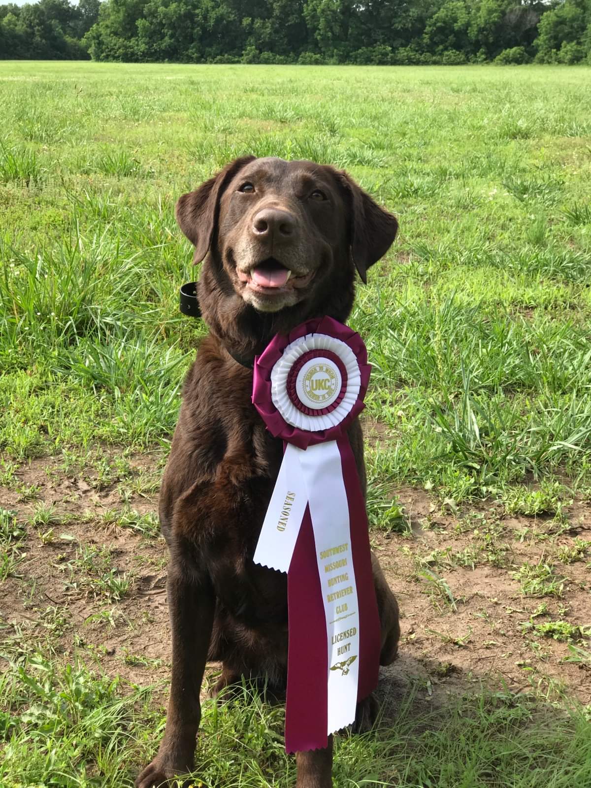 TLC Pandora's Saba Taslin | Chocolate Labrador Retriver