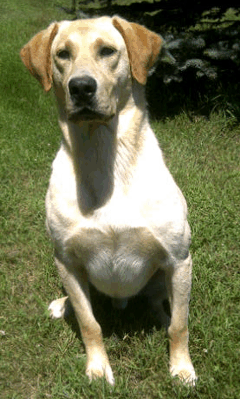 Tbirdlabs Pete | Yellow Labrador Retriver