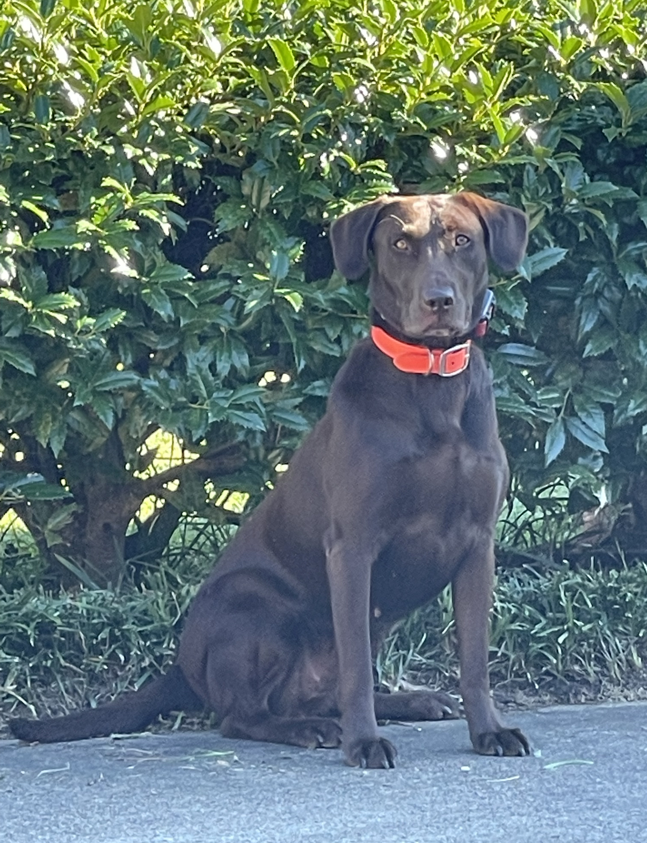 Elliegance In Motion | Chocolate Labrador Retriver