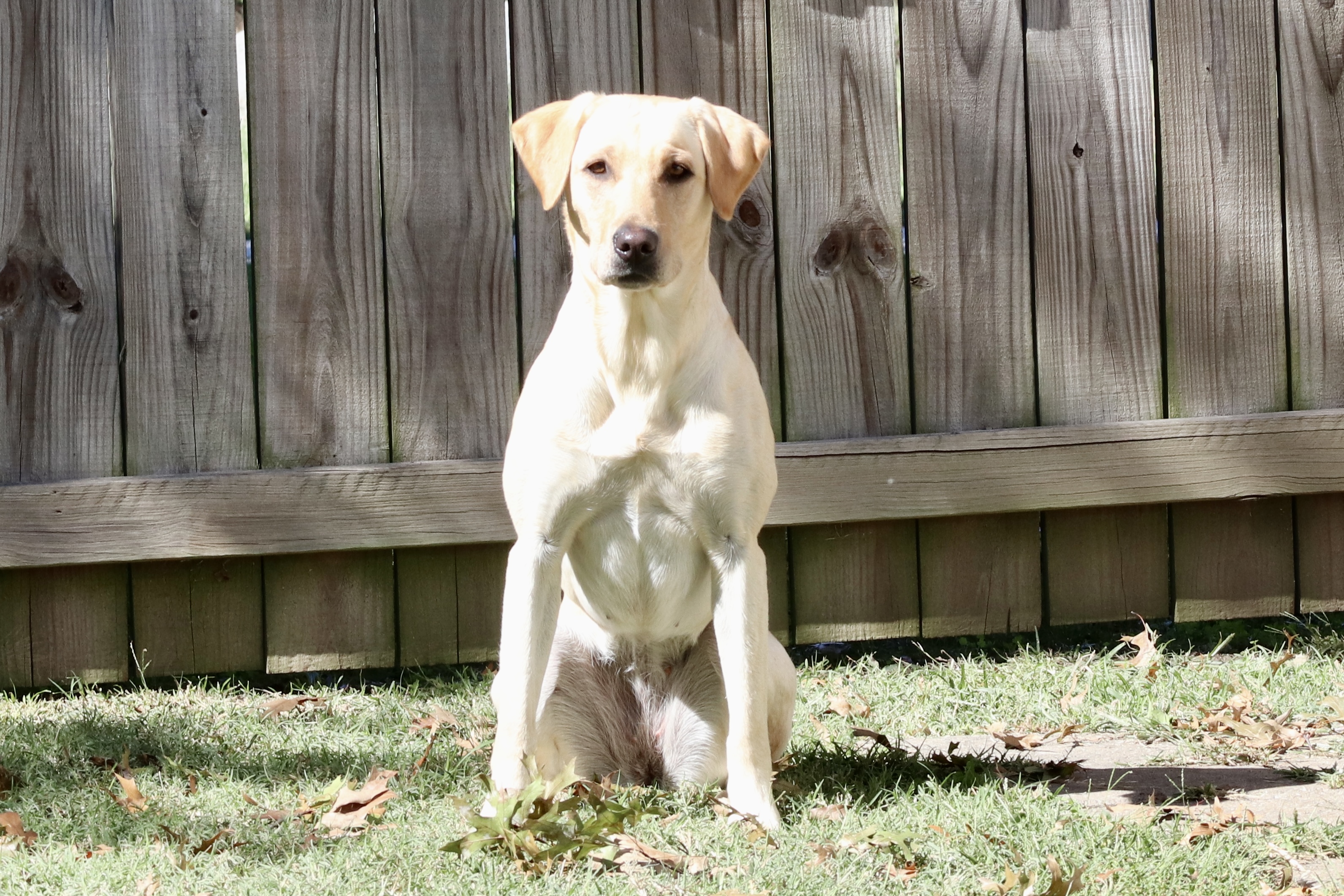 HR Wind Wagons Raging Waters JH | Yellow Labrador Retriver