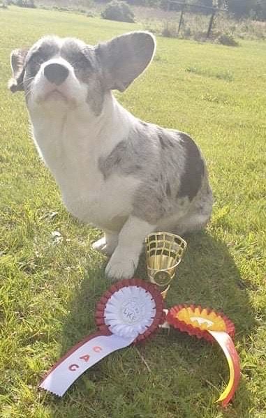 SEVASTOPOLSKIY VALS LILY | Cardigan Welsh Corgi 