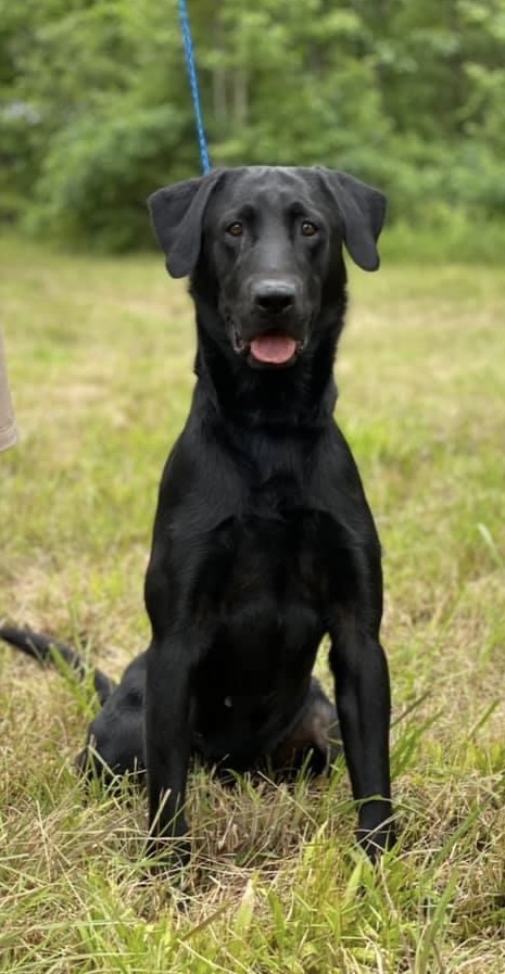 HRCH Bryant’s JP Take It To The Bank MH | Black Labrador Retriver