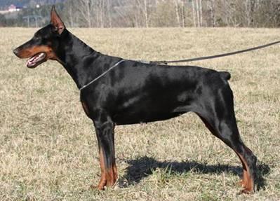 Ardens Magnolia | Black Doberman Pinscher