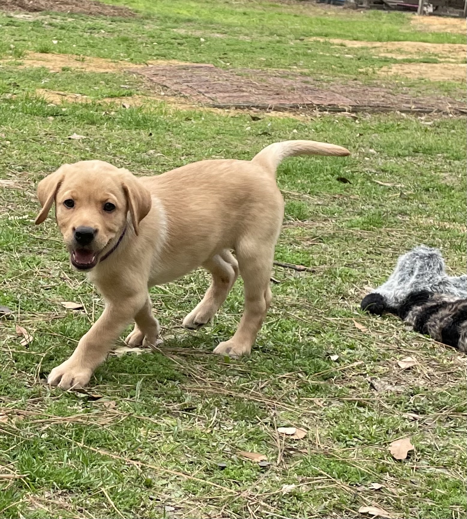 CWR Taking Calculated Risks | Yellow Labrador Retriver