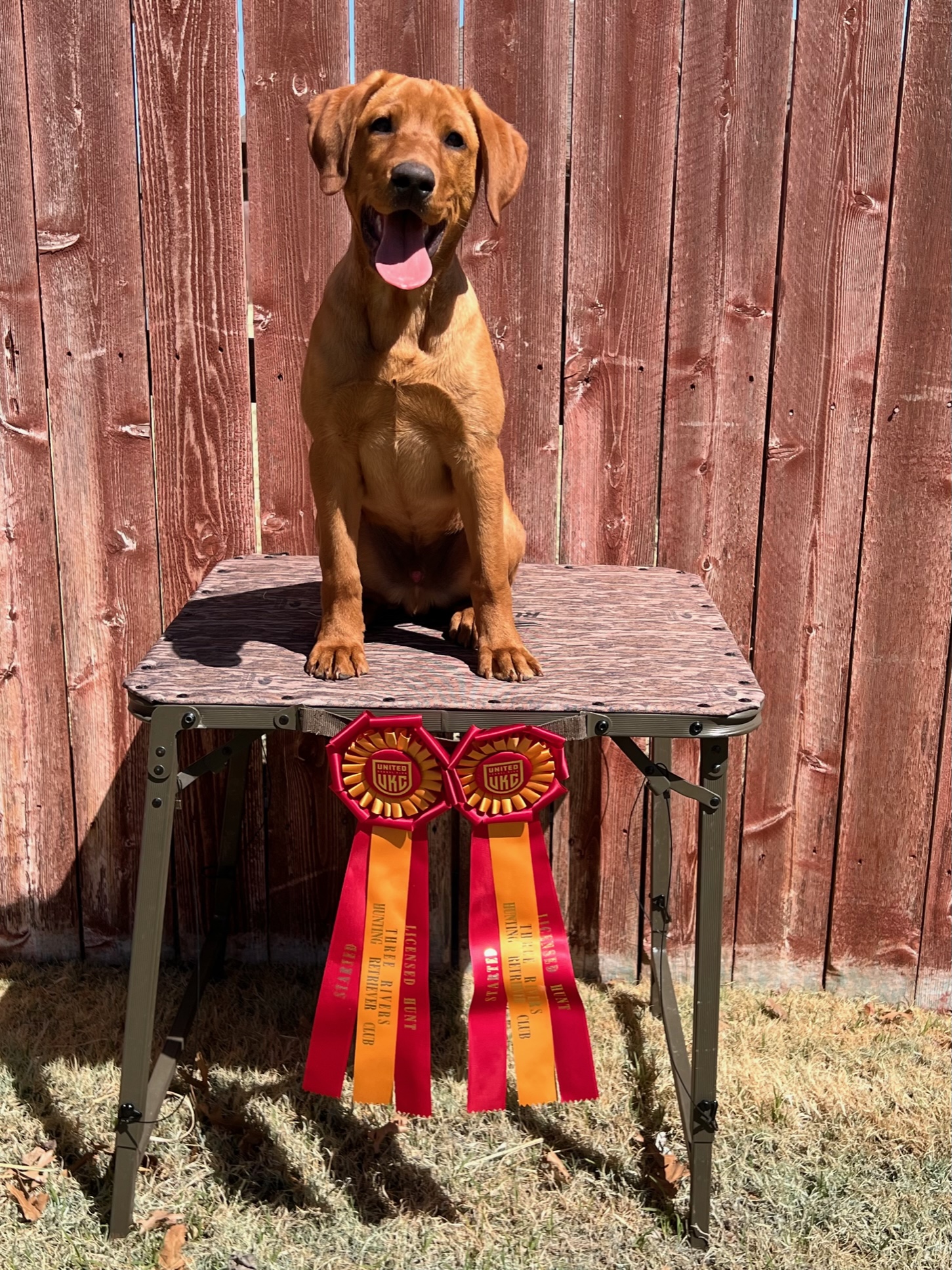 Chaos’ Southern Steel Hammer | Yellow Labrador Retriver