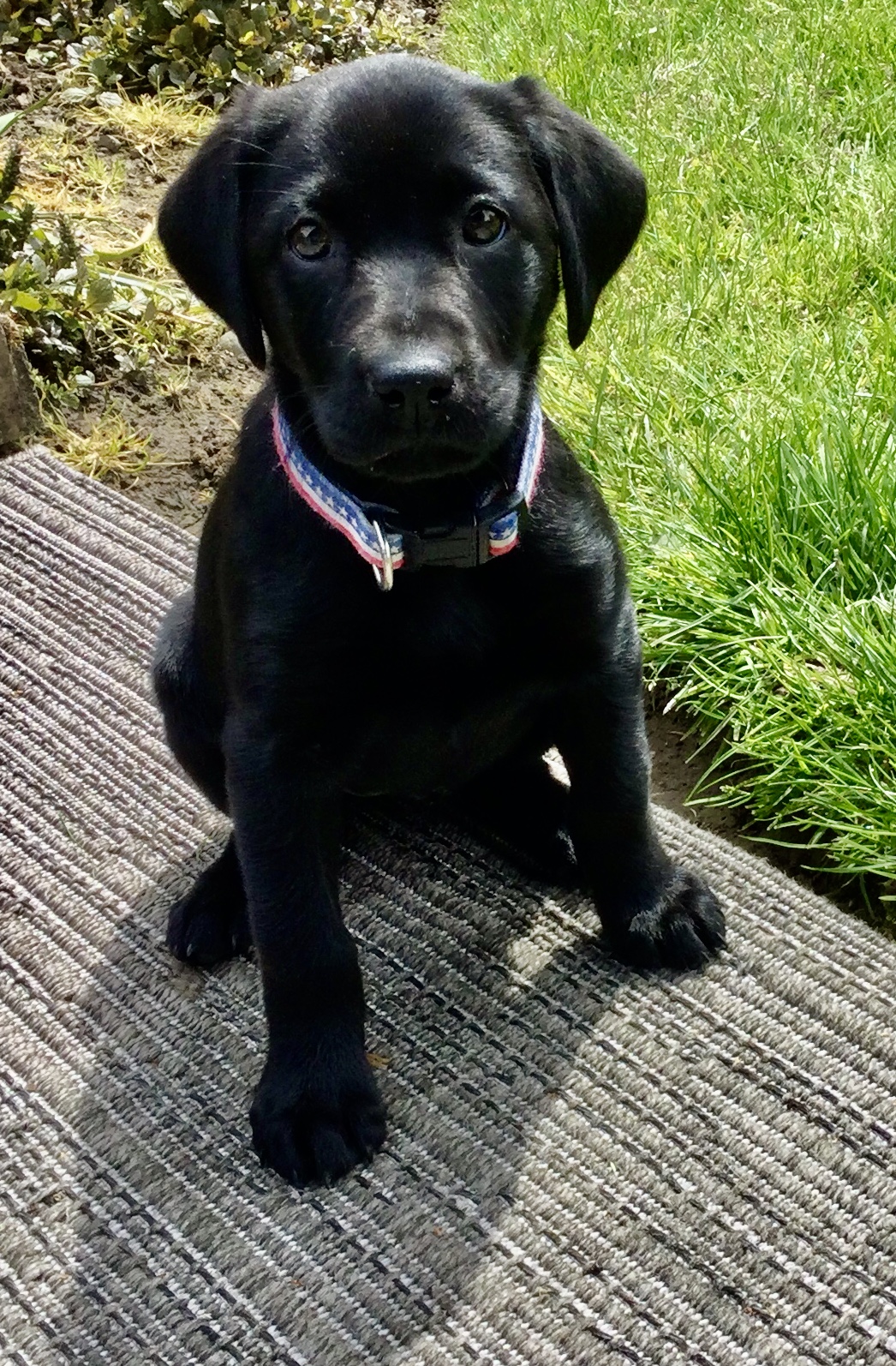 U.S. Perseverance | Black Labrador Retriver