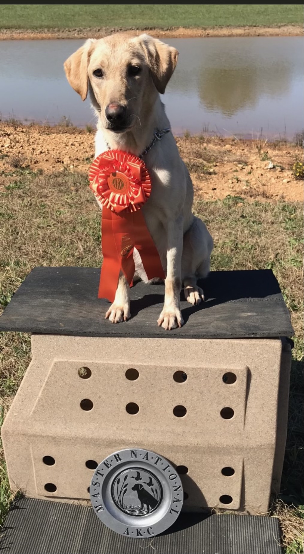 Troublesome Fowl Addiction MH | Yellow Labrador Retriver