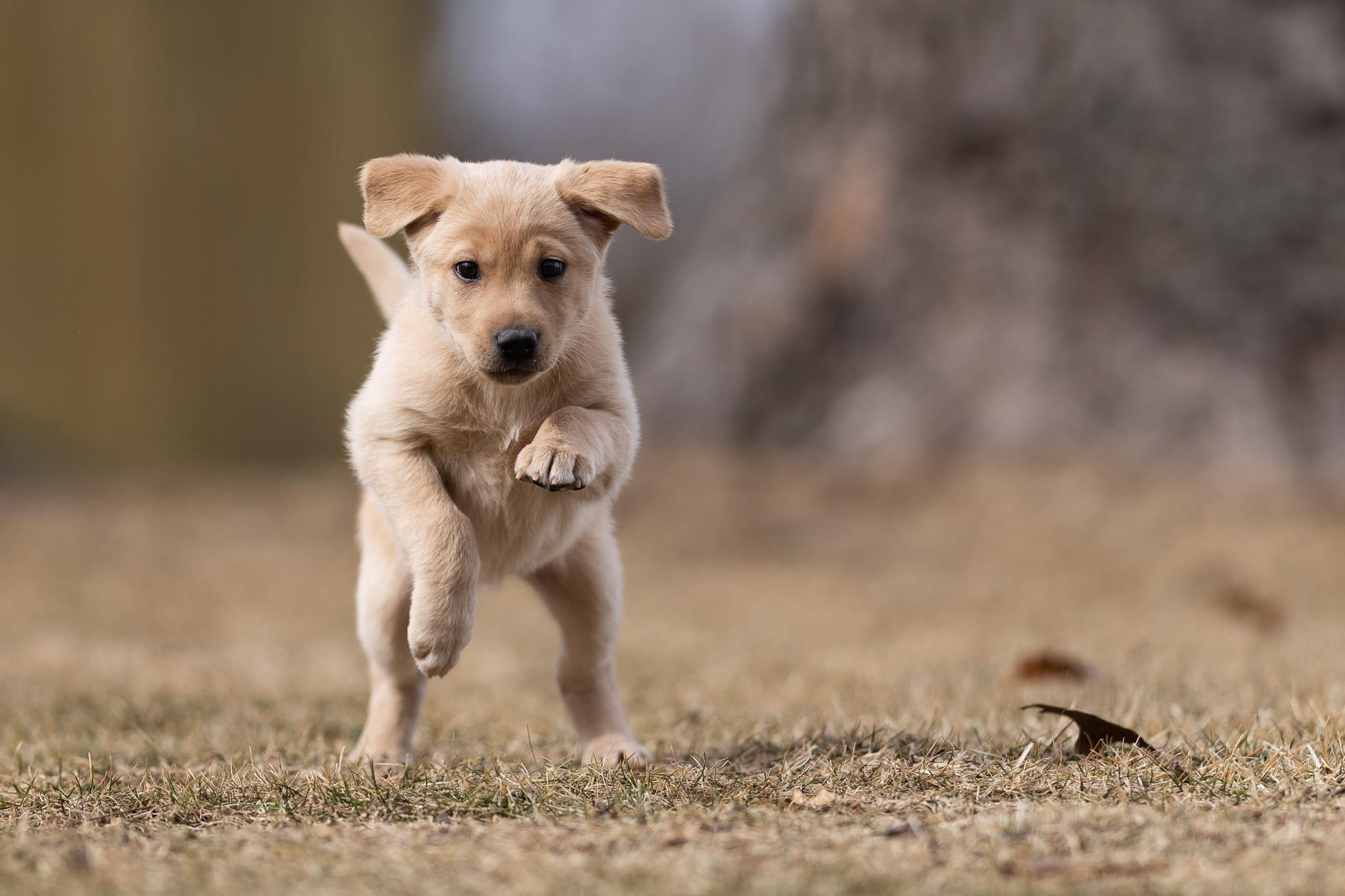 Kickass I Love Rock N Roll | Yellow Labrador Retriver