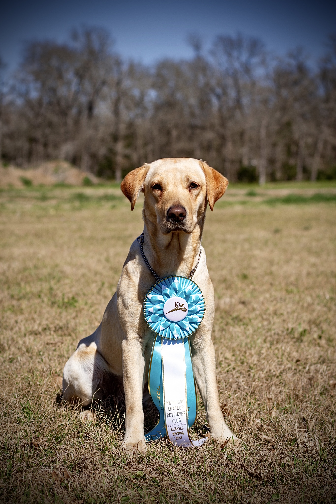 Cedars Old Hazel Inn JH | Yellow Labrador Retriver