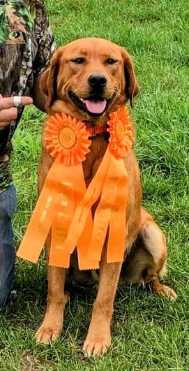 Bonses Raider Of The Valley | Yellow Labrador Retriver