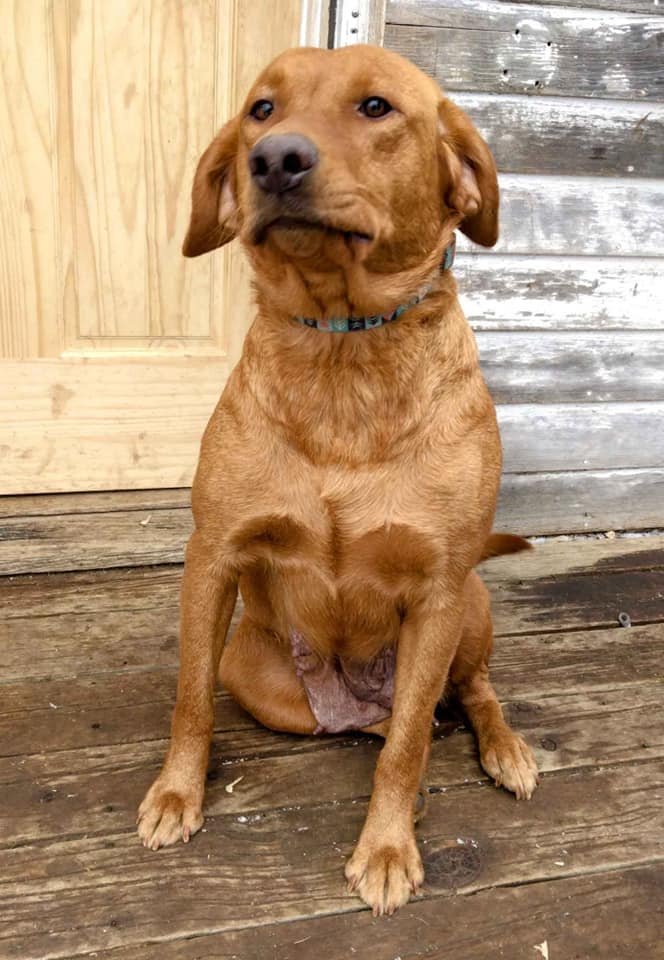 Bonses Cleo Of The Valley | Yellow Labrador Retriver