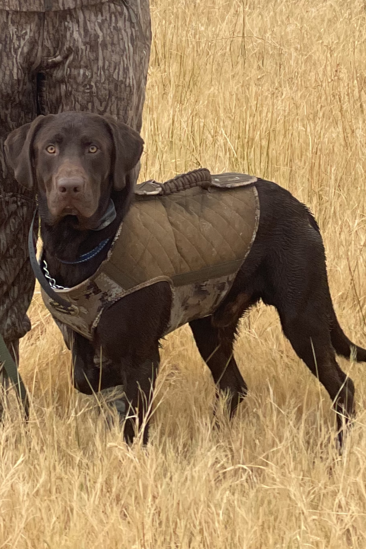 All Around Andy | Chocolate Labrador Retriver