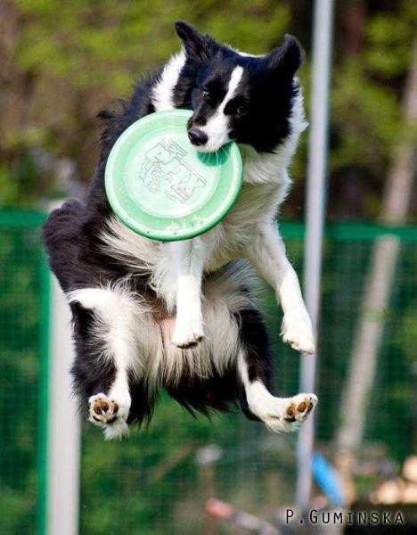 Bellaclan Reach for the Stars | Border Collie 