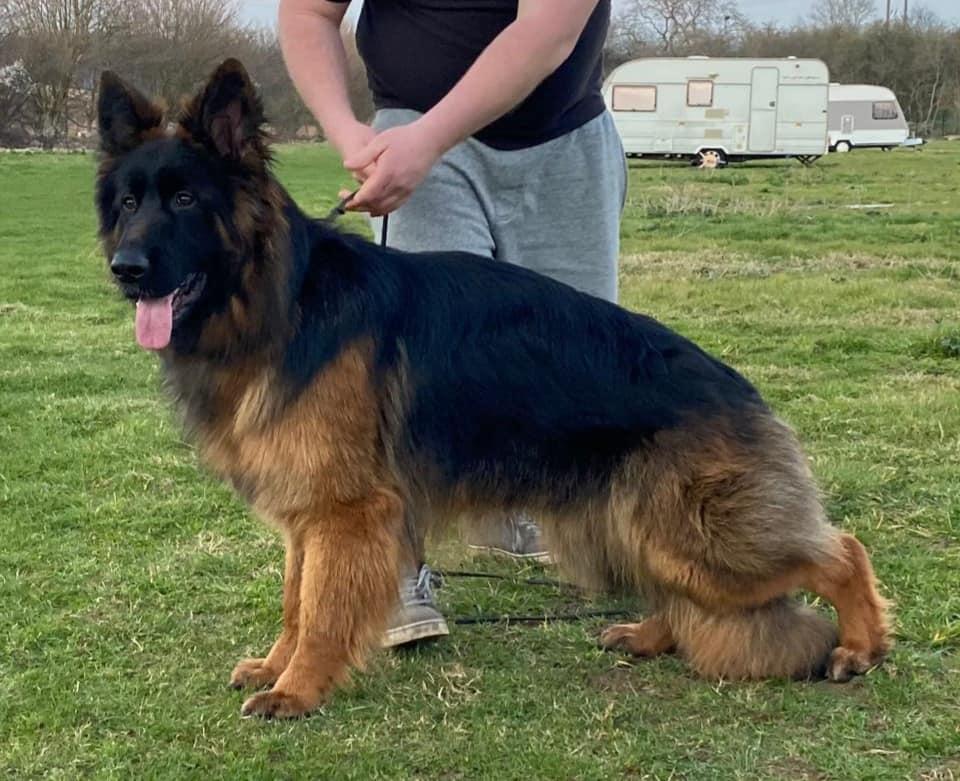 Are Corazon de Lobo | German Shepherd Dog 