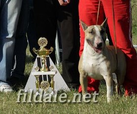 Mr.ZEKA | Bull Terrier 