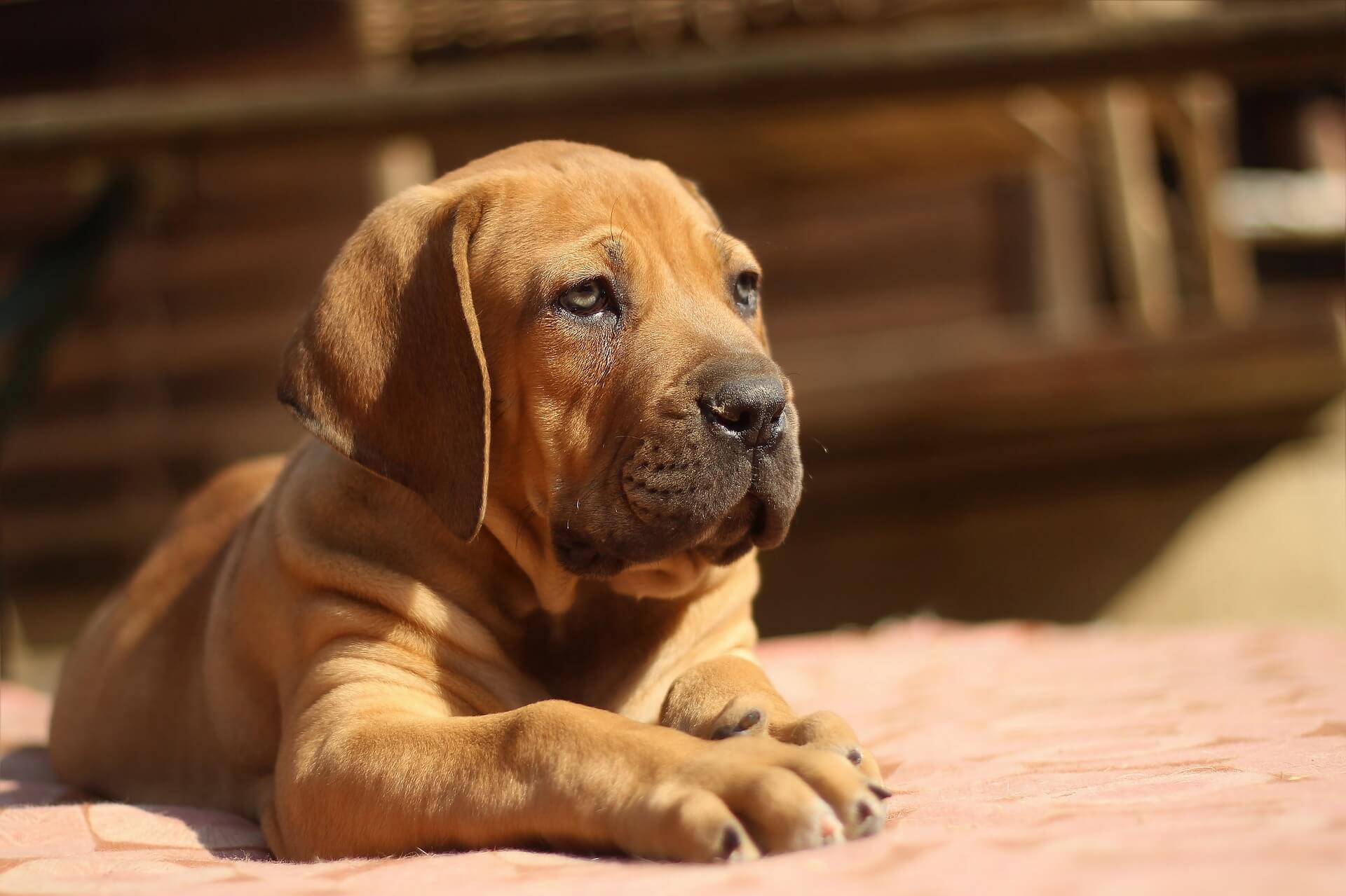 BOERBOEL