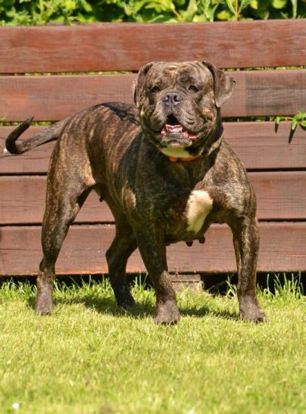 Whitebulls Shunday aka Shunny | Olde English Bulldogge 