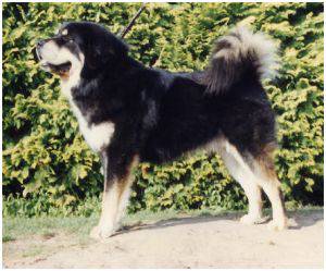 ANDOR VAN ALTNAHARRA | Tibetan Mastiff 