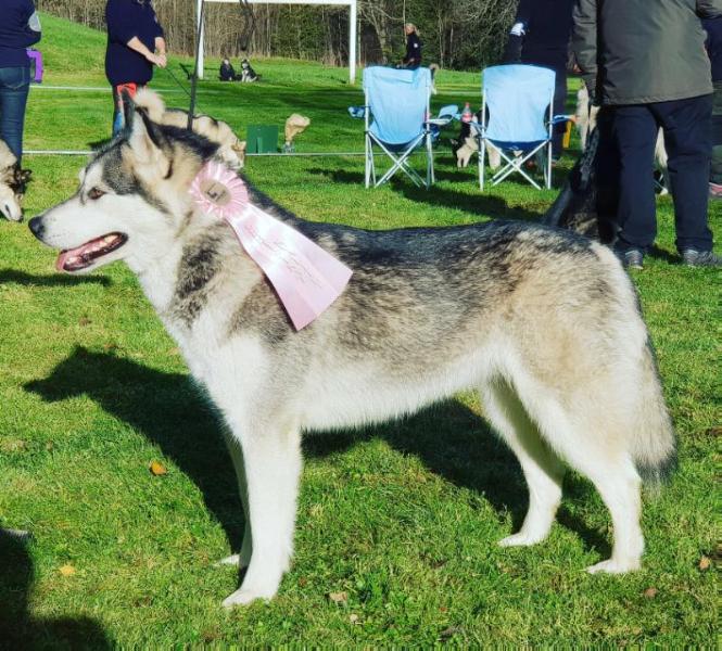 Järnviljan's Surprise of Akna | Alaskan Malamute 